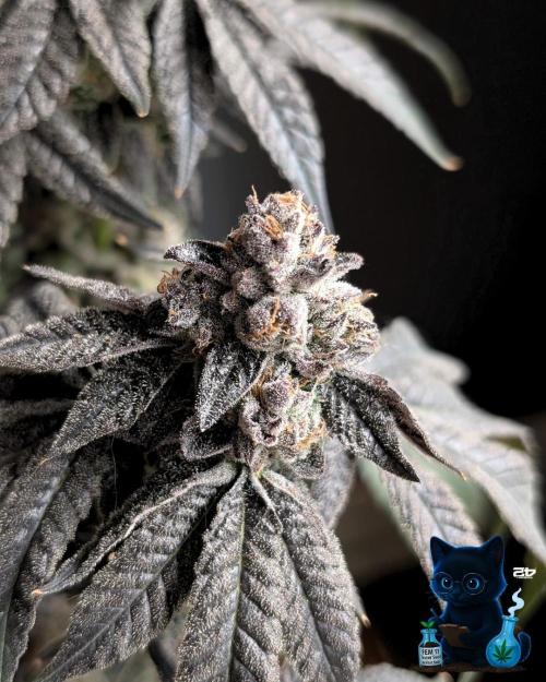 FEM 11 Photo Tester - Catlife420. Week 19 - 3-3  
Day 130  
Day 84