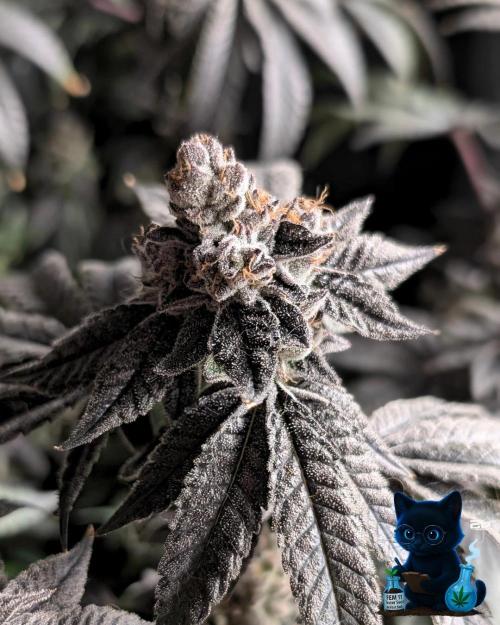 FEM 11 Photo Tester - Catlife420. Week 19 - 3-3  
Day 130  
Day 84