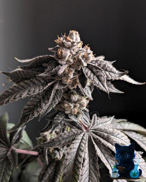 FEM 11 Photo Tester - Catlife420. Week 19 - 3-3  
Day 130  
Day 84