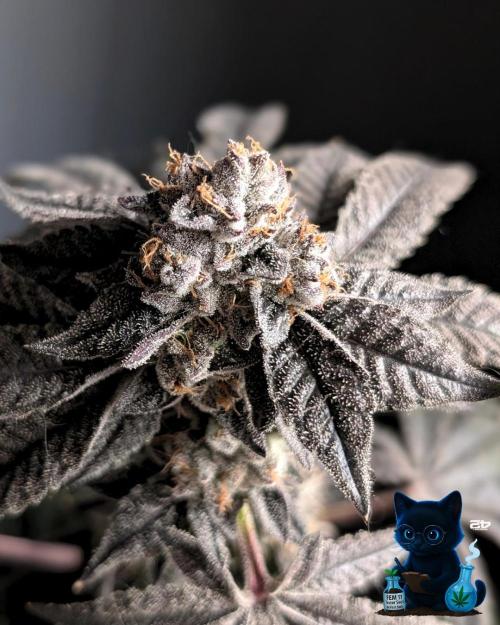 FEM 11 Photo Tester - Catlife420. Week 19 - 3-3  
Day 130  
Day 84