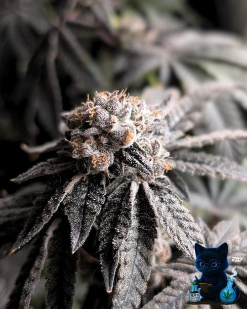 FEM 11 Photo Tester - Catlife420. Week 19 - 3-3  
Day 130  
Day 84