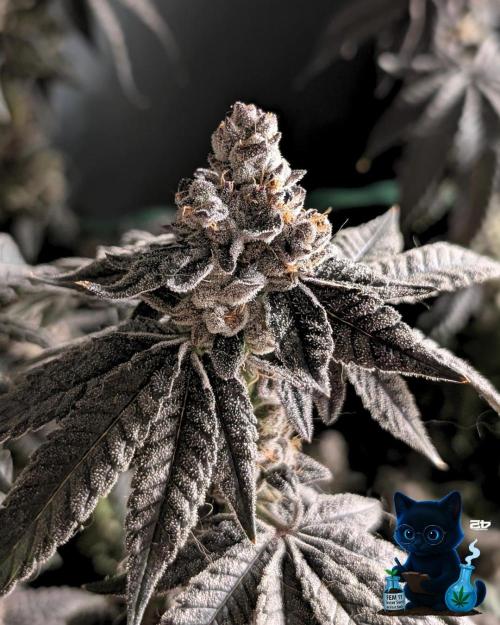 FEM 11 Photo Tester - Catlife420. Week 19 - 3-3  
Day 130  
Day 84