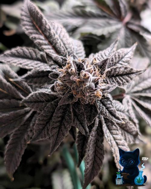 FEM 11 Photo Tester - Catlife420. Week 19 - 3-3  
Day 130  
Day 84