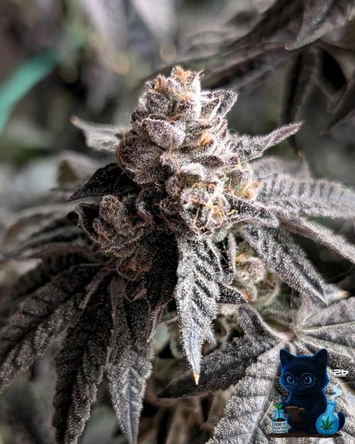 FEM 11 Photo Tester - Catlife420. Week 19 - 3-3  
Day 130  
Day 84