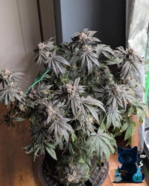 FEM 11 Photo Tester - Catlife420. Week 19 - 3-3  
Day 130  
Day 84