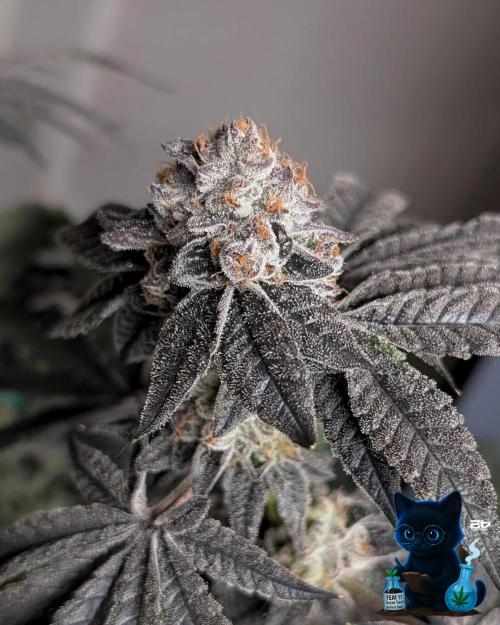 FEM 11 Photo Tester - Catlife420. Week 19 - 3-3  
Day 130  
Day 84
