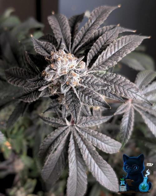 FEM 11 Photo Tester - Catlife420. Week 19 - 3-3  
Day 130  
Day 84
