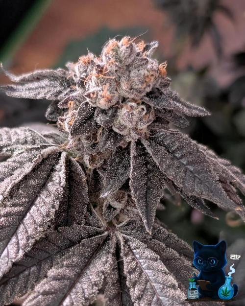 FEM 11 Photo Tester - Catlife420. Week 19 - 3-3  
Day 130  
Day 84
