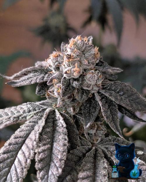 FEM 11 Photo Tester - Catlife420. Week 19 - 3-3  
Day 130  
Day 84