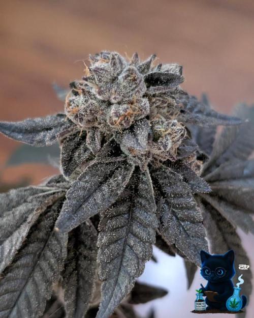 FEM 11 Photo Tester - Catlife420. Week 19 - 3-3  
Day 130  
Day 84