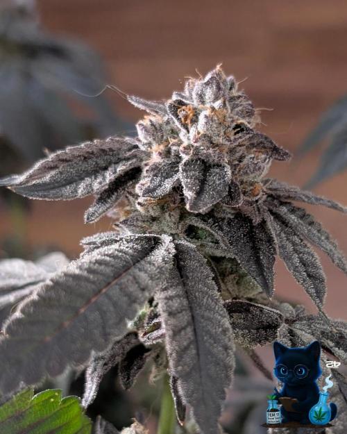 FEM 11 Photo Tester - Catlife420. Week 19 - 3-3  
Day 130  
Day 84
