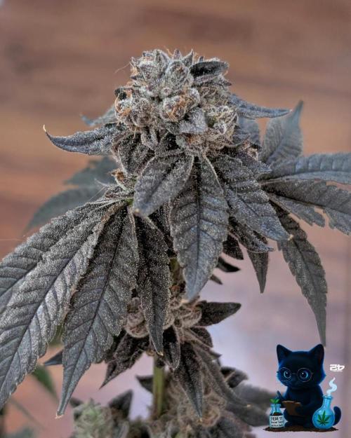 FEM 11 Photo Tester - Catlife420. Week 19 - 3-3  
Day 130  
Day 84