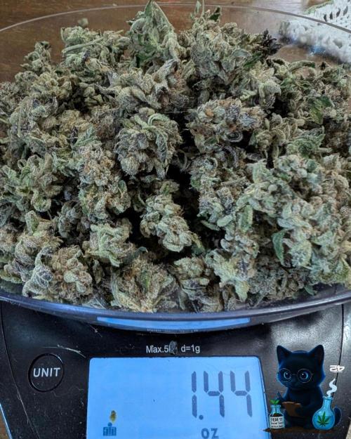 FEM 11 Photo Tester - Catlife420. Week 20 - 3-13
Going to cure