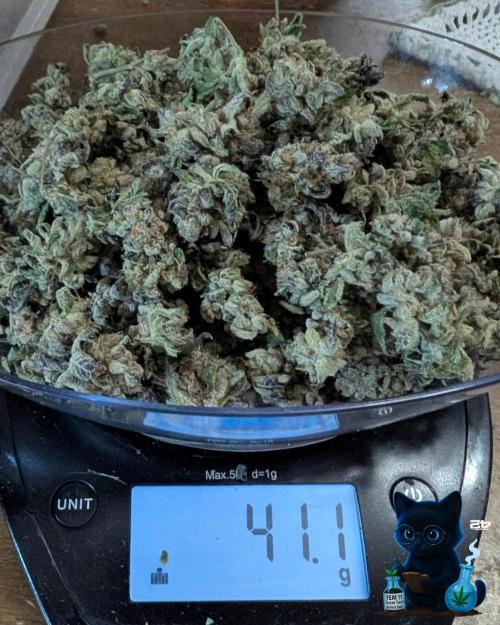 FEM 11 Photo Tester - Catlife420. Week 20 - 3-13
Going to cure