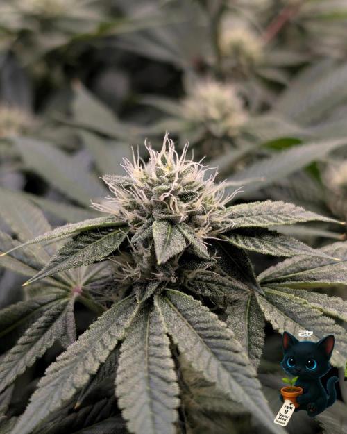 FEM 9 Photo Tester - Catlife420. Week 13 - 1-17  
Day 85 
Day 39