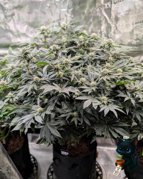 FEM 9 Photo Tester - Catlife420. Week 13 - 1-17  
Day 85 
Day 39