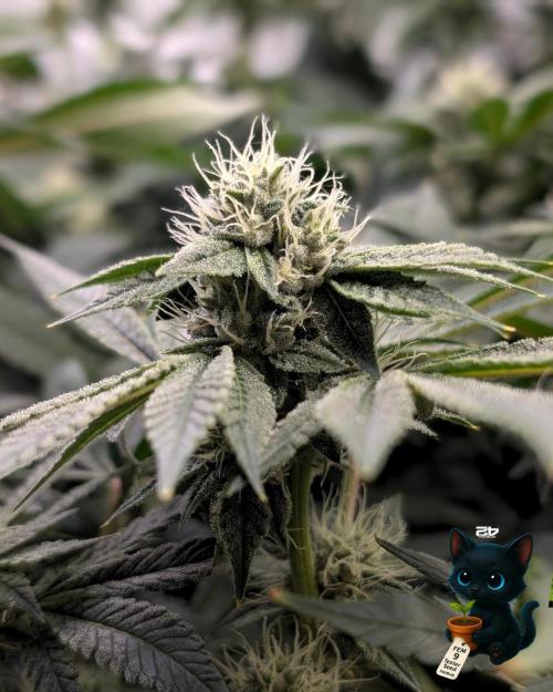 FEM 9 Photo Tester - Catlife420. Week 13 - 1-17  
Day 85 
Day 39