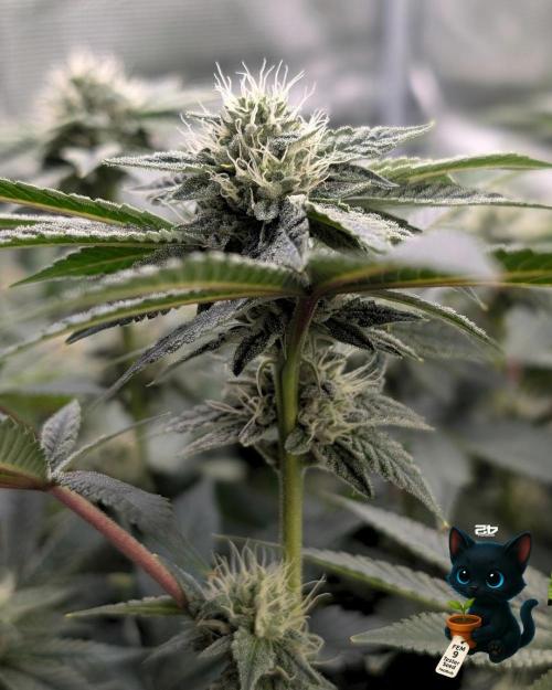 FEM 9 Photo Tester - Catlife420. Week 13 - 1-17  
Day 85 
Day 39