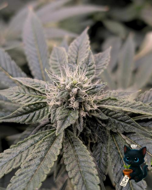 FEM 9 Photo Tester - Catlife420. Week 13 - 1-17  
Day 85 
Day 39