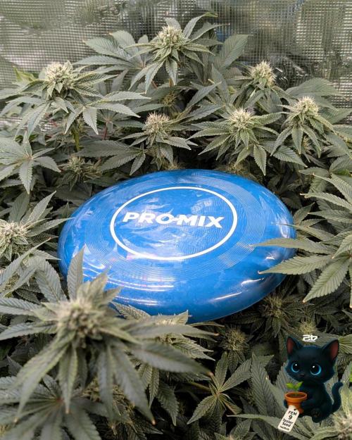 FEM 9 Photo Tester - Catlife420. Week 13 - 1-20  
Day 88  
Day 42