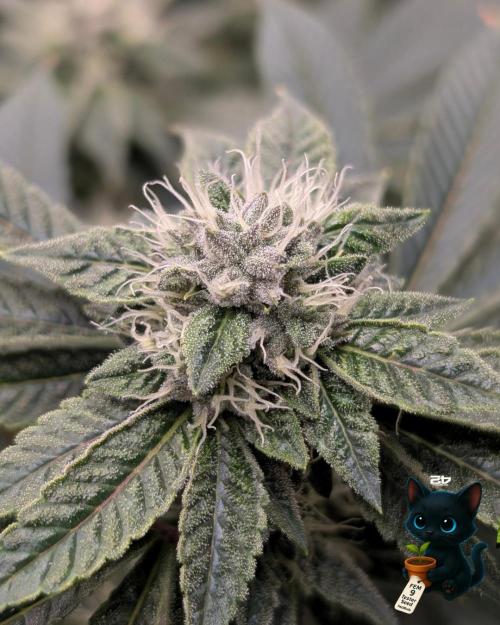 FEM 9 Photo Tester - Catlife420. Week 13 - 1-20  
Day 88  
Day 42