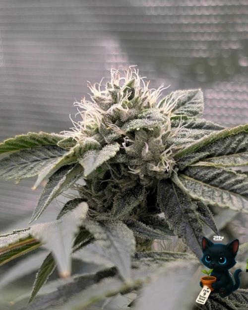 FEM 9 Photo Tester - Catlife420. Week 13 - 1-20  
Day 88  
Day 42