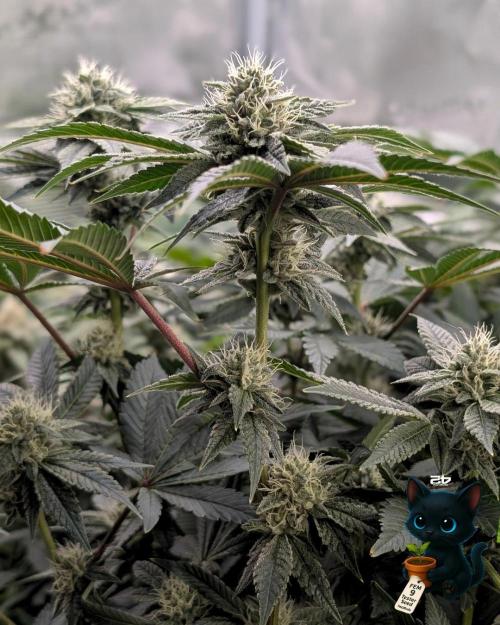 FEM 9 Photo Tester - Catlife420. Week 13 - 1-20  
Day 88  
Day 42