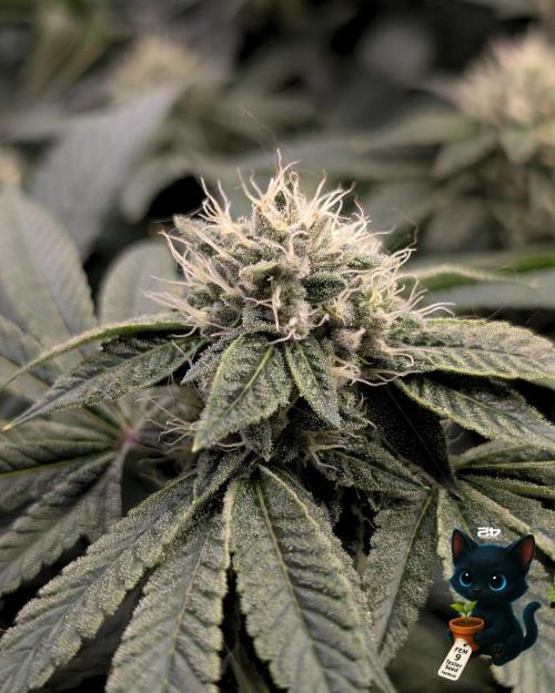 FEM 9 Photo Tester - Catlife420. Week 13 - 1-20  
Day 88  
Day 42