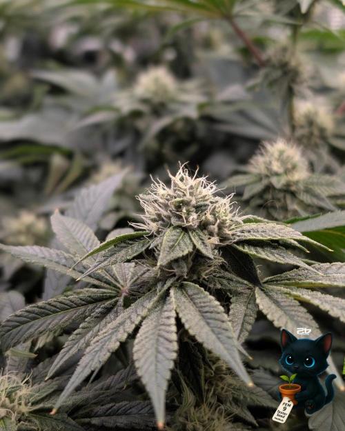 FEM 9 Photo Tester - Catlife420. Week 13 - 1-20  
Day 88  
Day 42