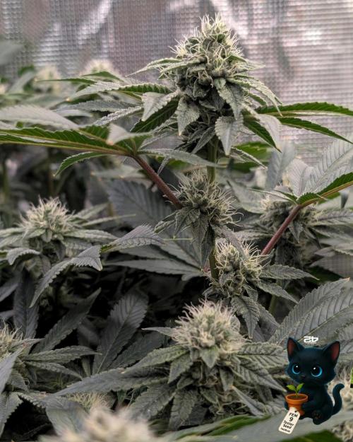 FEM 9 Photo Tester - Catlife420. Week 13 - 1-20  
Day 88  
Day 42