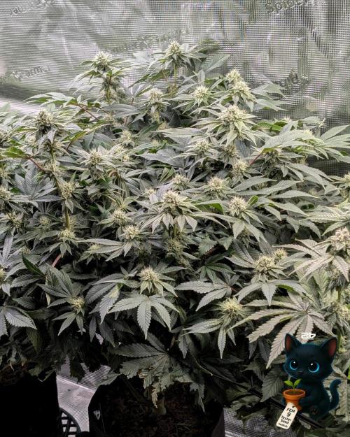 FEM 9 Photo Tester - Catlife420. Week 13 - 1-20  
Day 88  
Day 42