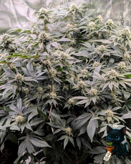 FEM 9 Photo Tester - Catlife420. Week 13 - 1-20  
Day 88  
Day 42
