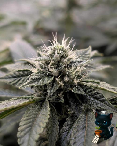 FEM 9 Photo Tester - Catlife420. Week 13 - 1-20  
Day 88  
Day 42