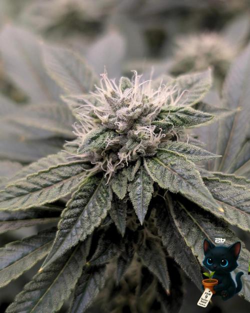 FEM 9 Photo Tester - Catlife420. Week 13 - 1-20  
Day 88  
Day 42