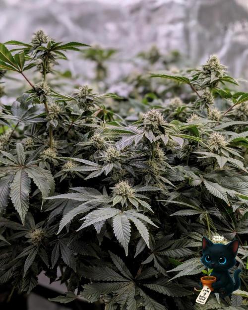 FEM 9 Photo Tester - Catlife420. Week 13 - 1-23  
Day 91  
Day 45