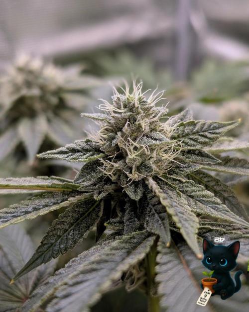 FEM 9 Photo Tester - Catlife420. Week 13 - 1-23  
Day 91  
Day 45