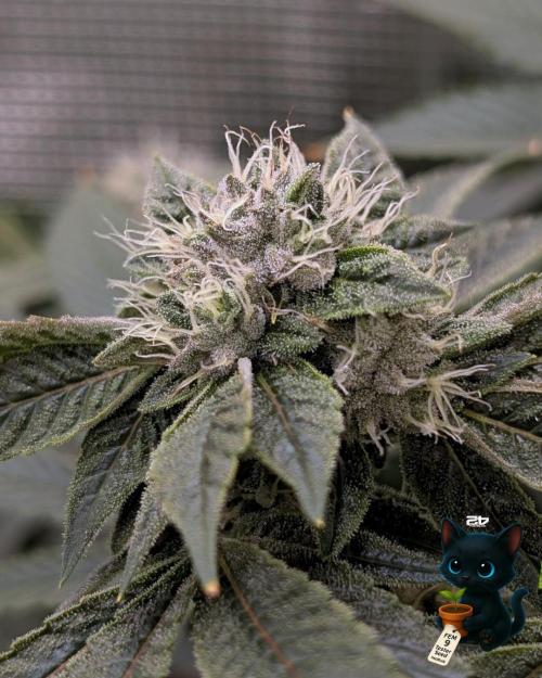 FEM 9 Photo Tester - Catlife420. Week 13 - 1-23  
Day 91  
Day 45
