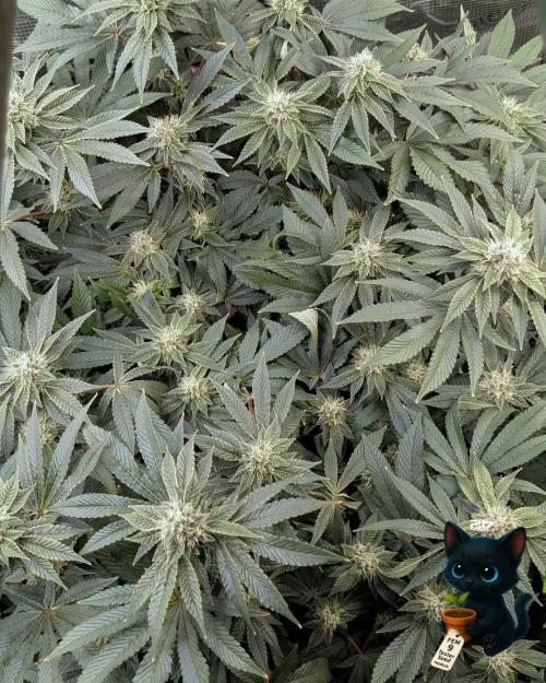 FEM 9 Photo Tester - Catlife420. Week 13 - 1-23  
Day 91  
Day 45