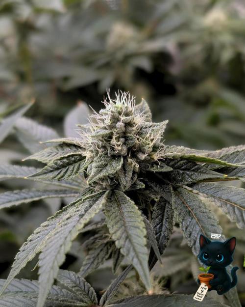 FEM 9 Photo Tester - Catlife420. Week 13 - 1-23  
Day 91  
Day 45