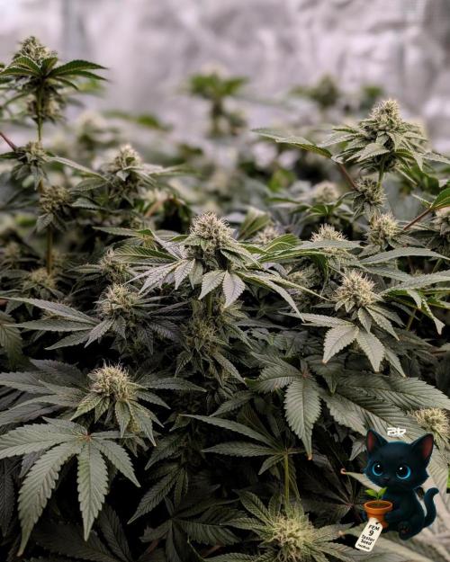 FEM 9 Photo Tester - Catlife420. Week 13 - 1-23  
Day 91  
Day 45