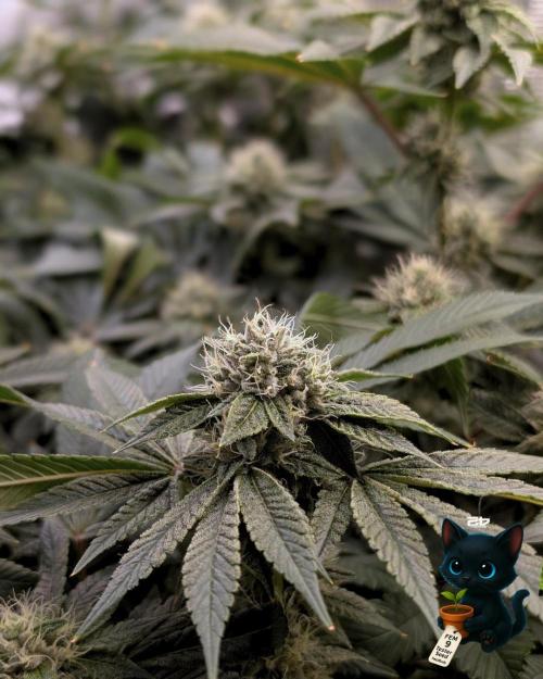 FEM 9 Photo Tester - Catlife420. Week 13 - 1-23  
Day 91  
Day 45