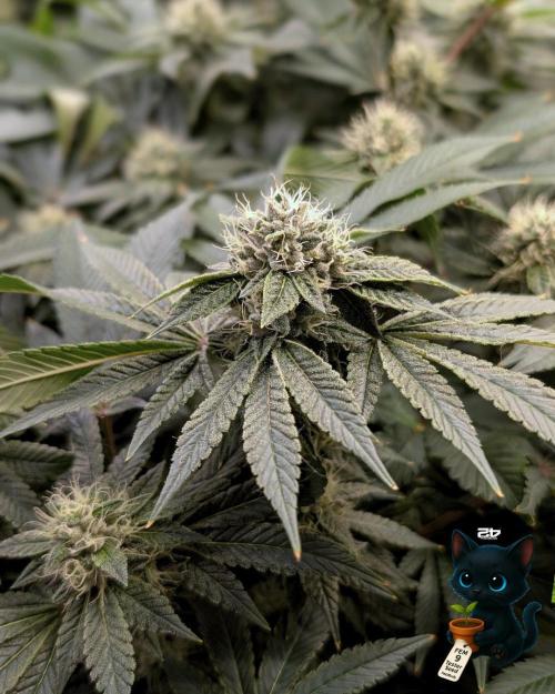 FEM 9 Photo Tester - Catlife420. Week 13 - 1-23  
Day 91  
Day 45