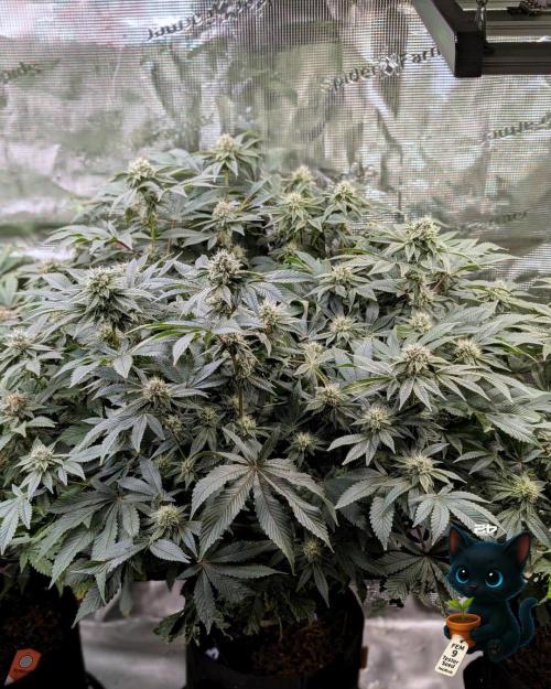 FEM 9 Photo Tester - Catlife420. Week 13 - 1-23  
Day 91  
Day 45
