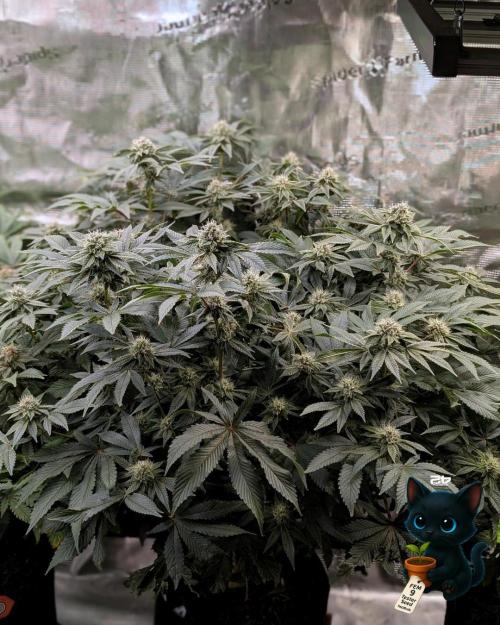 FEM 9 Photo Tester - Catlife420. Week 13 - 1-23  
Day 91  
Day 45