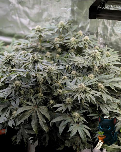 FEM 9 Photo Tester - Catlife420. Week 13 - 1-23  
Day 91  
Day 45