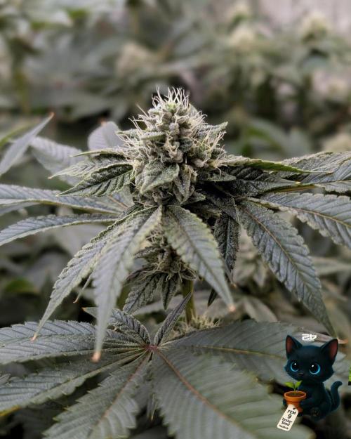 FEM 9 Photo Tester - Catlife420. Week 13 - 1-23  
Day 91  
Day 45