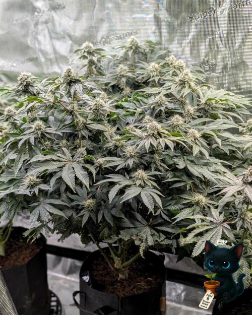 FEM 9 Photo Tester - Catlife420. Week 14 - 1-28  
Day 96  
Day 50