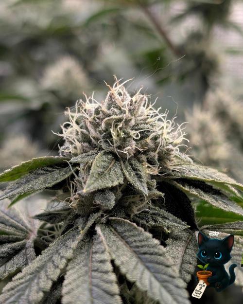 FEM 9 Photo Tester - Catlife420. Week 14 - 1-28  
Day 96  
Day 50