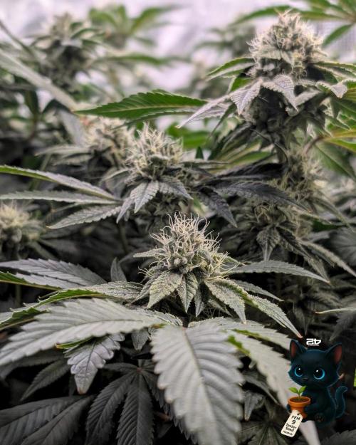 FEM 9 Photo Tester - Catlife420. Week 14 - 1-28  
Day 96  
Day 50