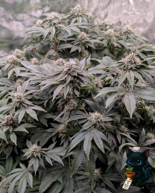 FEM 9 Photo Tester - Catlife420. Week 14 - 1-28  
Day 96  
Day 50